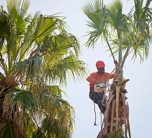 The Steps Involved in Our Tree Care Process in Williston, FL